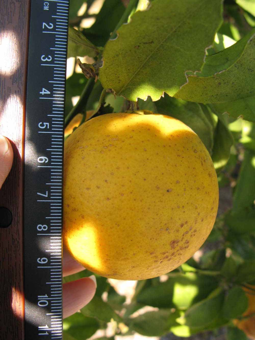              Fruit (Winter Haven, FL)       